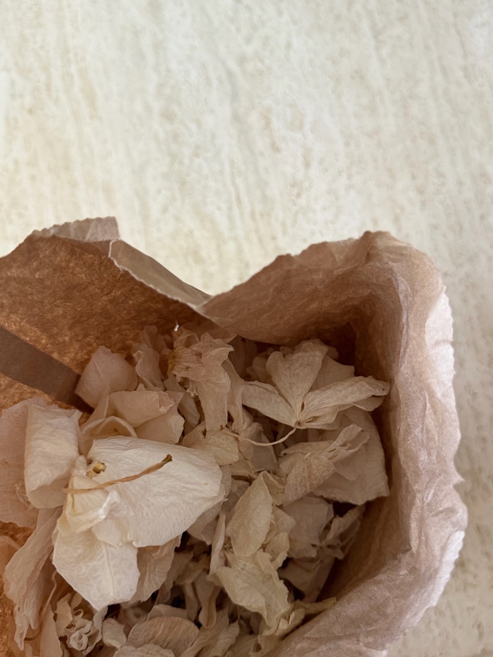 Homegrown Dried Orchids